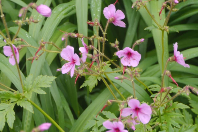 Geranium palmatum