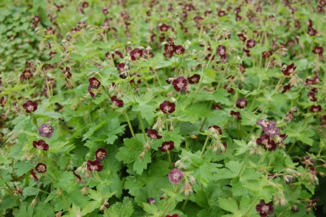 Geranium phaeum