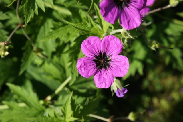 Geranium psilostemon