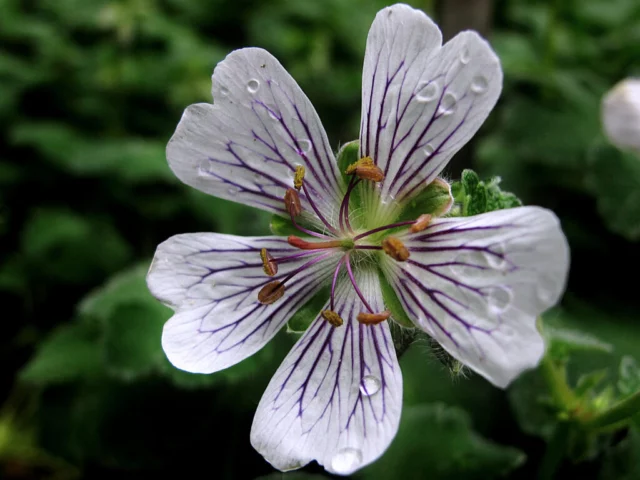 Geranium renardii