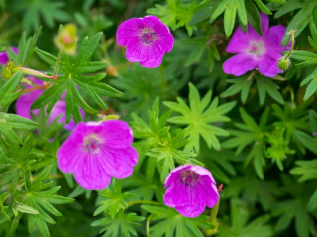 Geranium sanguineum