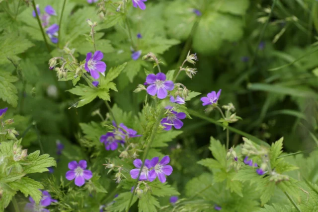 Geranium sylvaticum