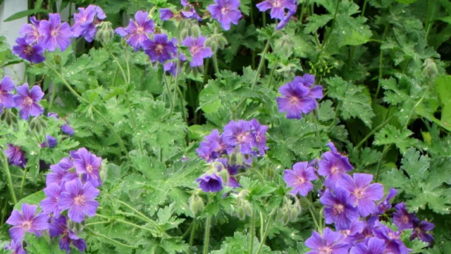 Geranium x magnificum