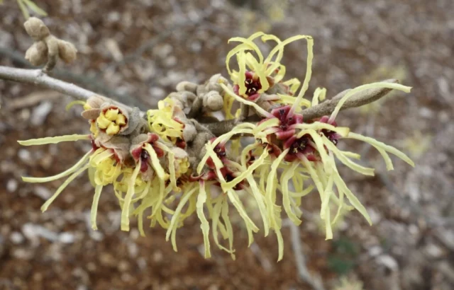 Hamamelis x intermedia pallida