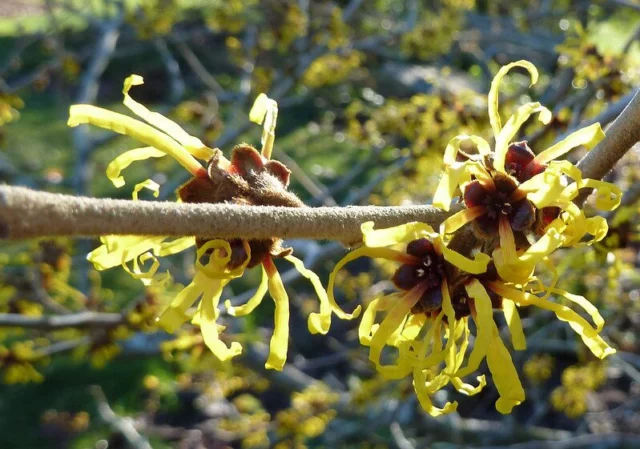 Hamamelis mollis fiori gialli