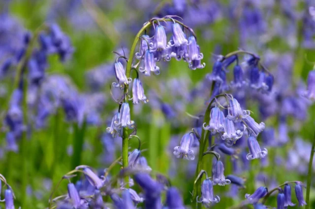 Hyacinthoides non-scripta Â 