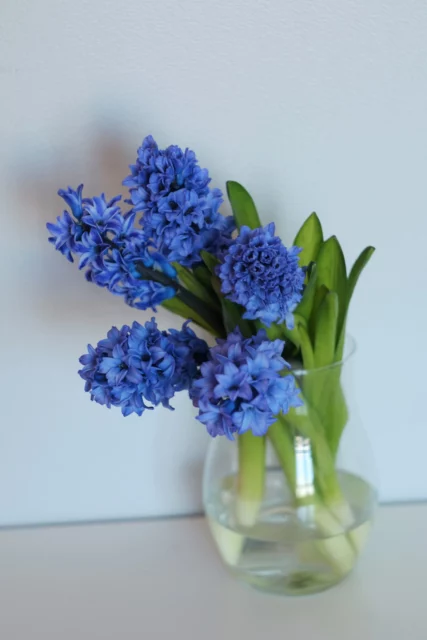 Hyacinthus orientalis