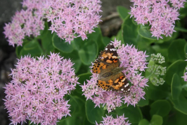 sedum insetti