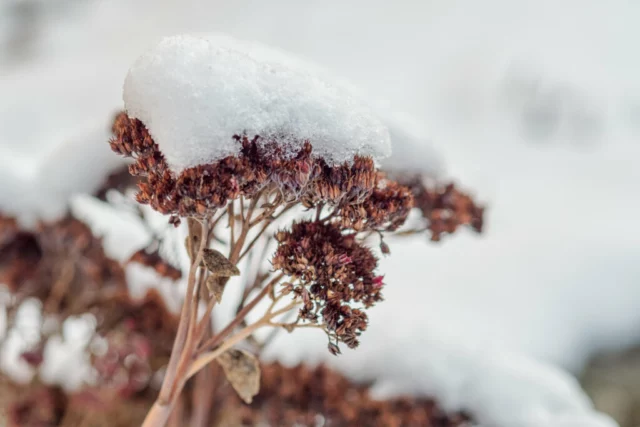 cura Hylotelephium inverno