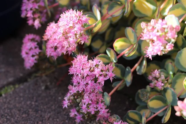 sedum sieboldii