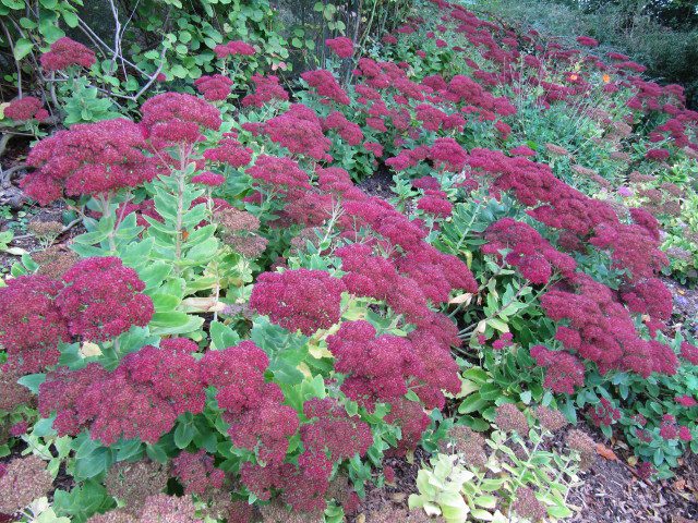 sedum spectabile 'Autumn Joy'