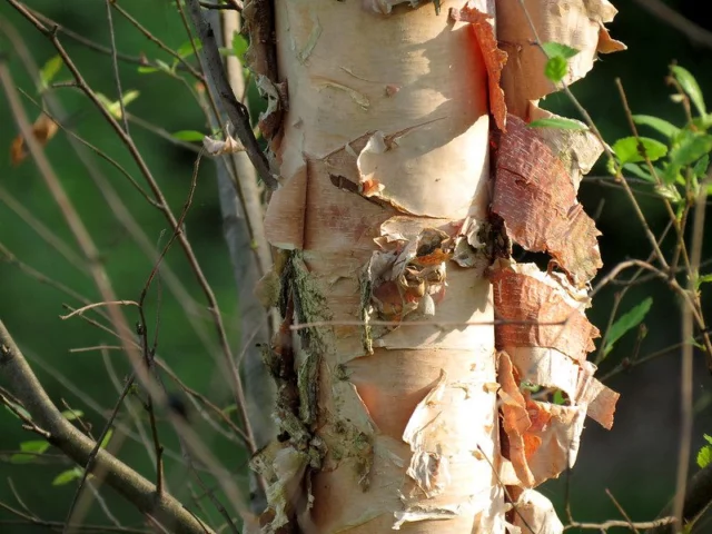 corteccia Betula nigra