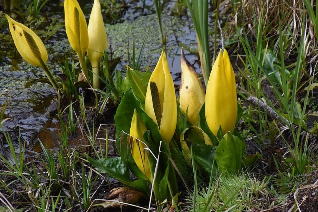 Araceae Lysichiton