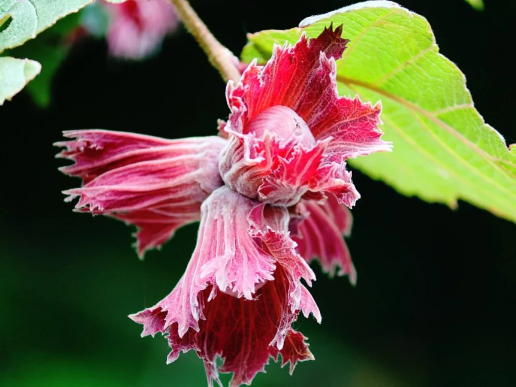 nocciolo Corylus Avellana