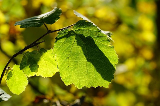 Leaf Corylus Avellana