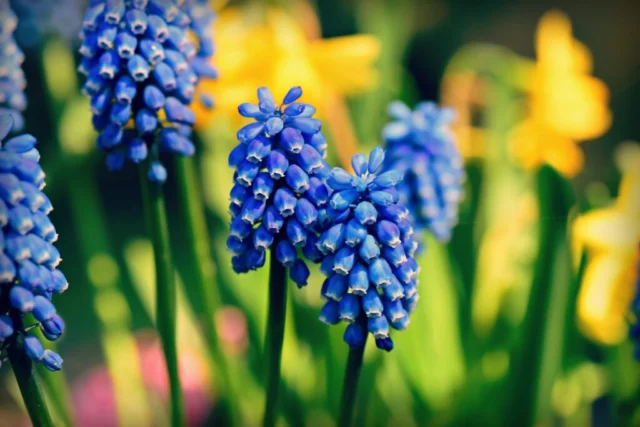 Muscari armeniacum