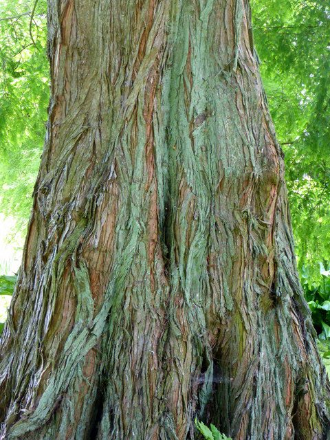 Metasequoia glyptostroboides