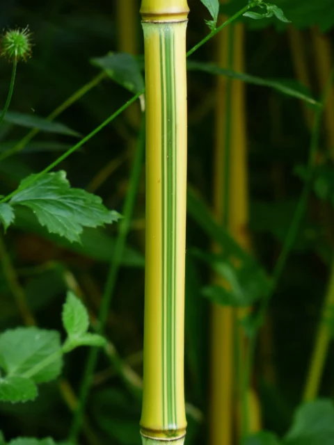 Phyllostachys bambusoides 'Castillonis'Â 