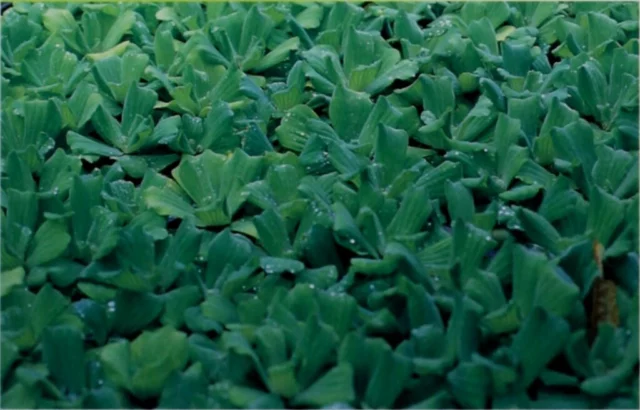 Aracea Pistia stratiotes