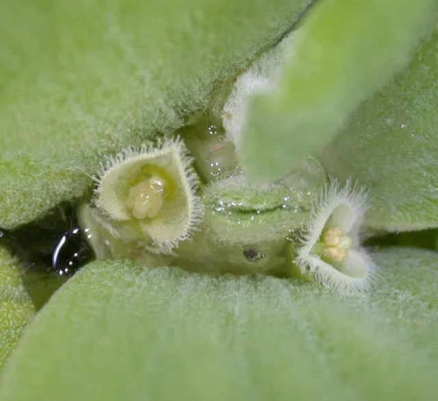 Pistia stratiotes