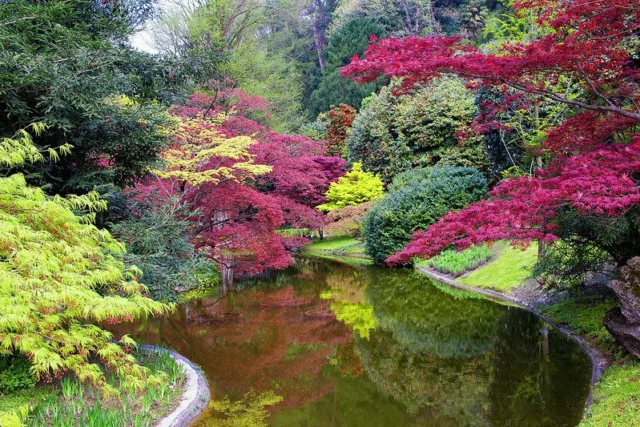 aceri giapponesi a Villa Melzi lago di COmo