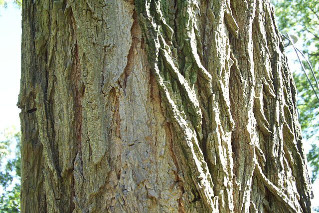 robinia pseudoacacia corteccia