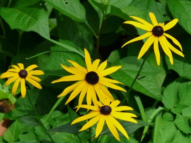 Rudbeckia fulgida