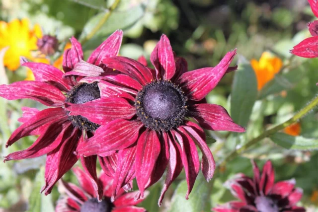 Rudbeckia rossa