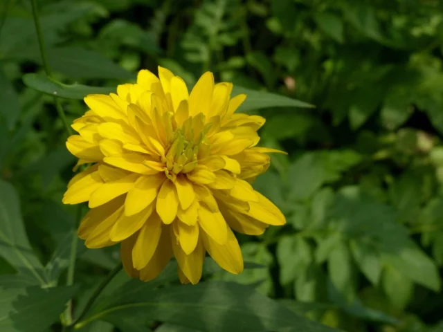 Rudbeckia ortensia