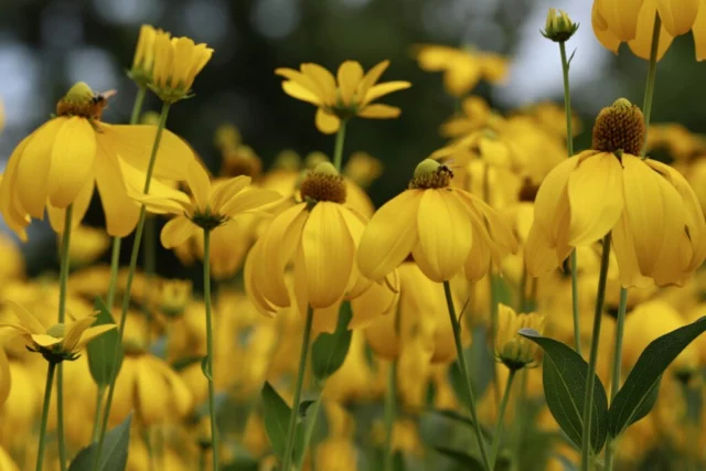 Rudbeckia ombra