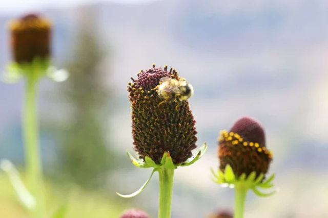 fiore senza petali