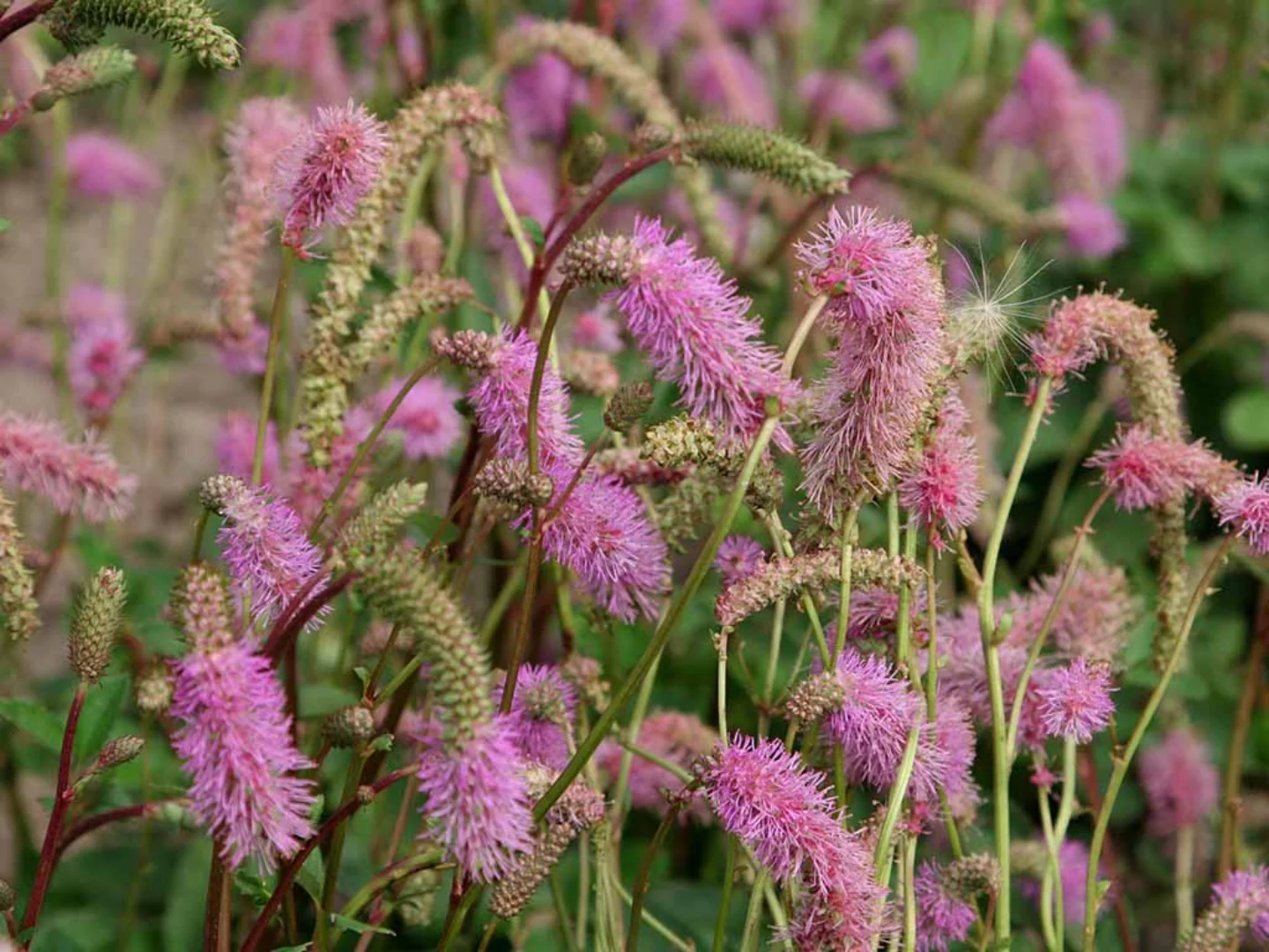 Sanguisorba