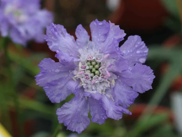 Scabiosa