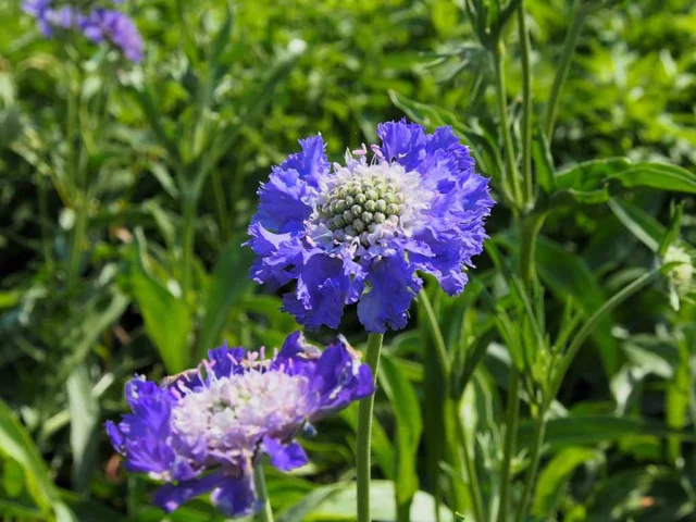 Scabiosa