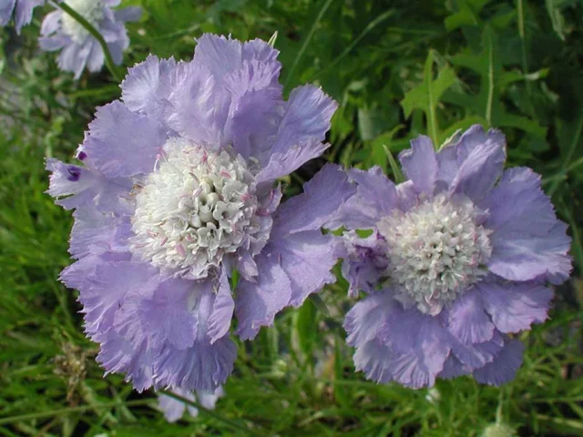 Scabiosa