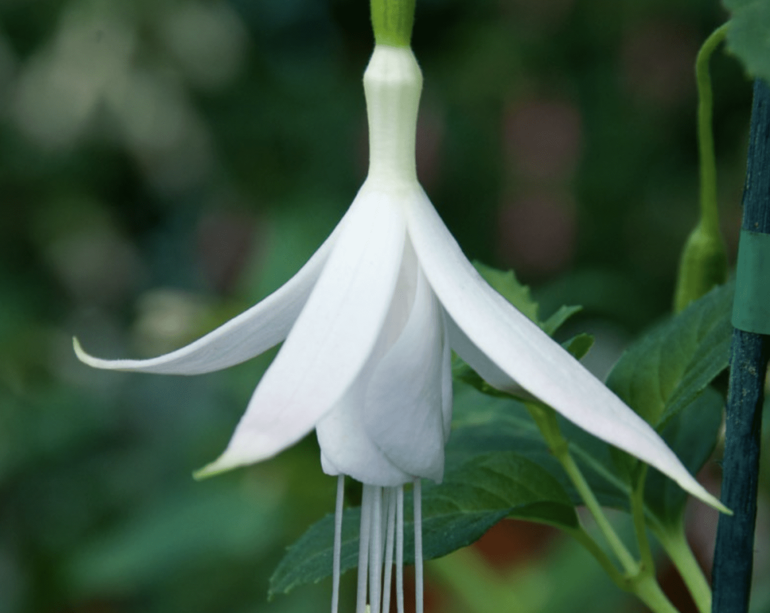 Fuchsia Delicate white
