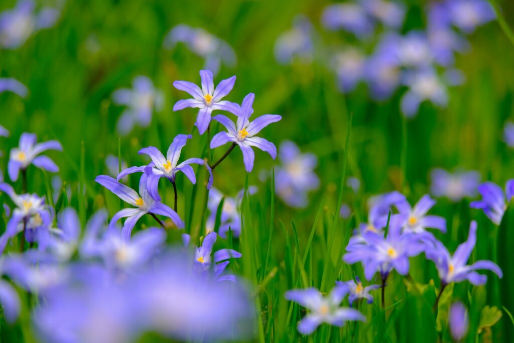 Scilla forbesii fiori blu primavera