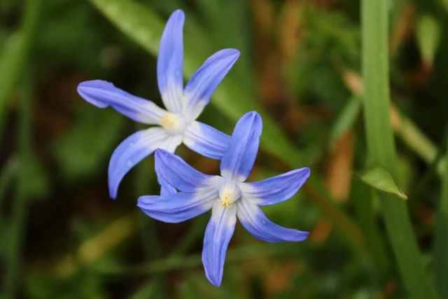 Scilla luciliae