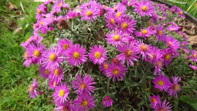 aster novi-belgii 