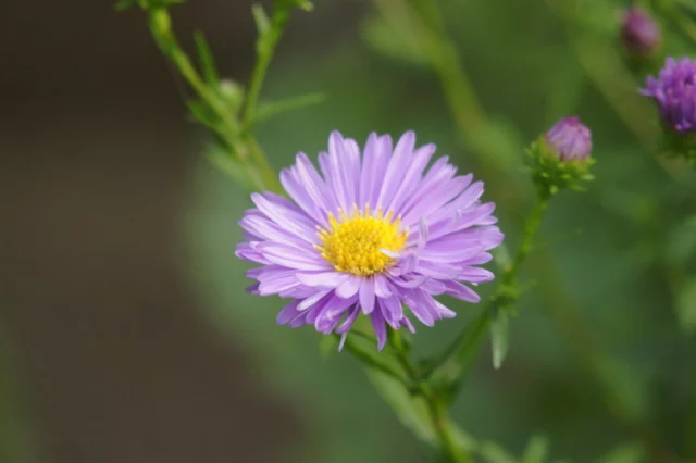 aster novi-belgii 'Audrey' 