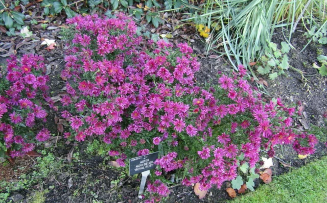 aster novi-belgii 'Royal Ruby'