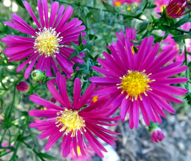 Aster novi-belgii 'Winston Churchill' 