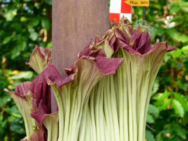 Amorphophallus titanum 