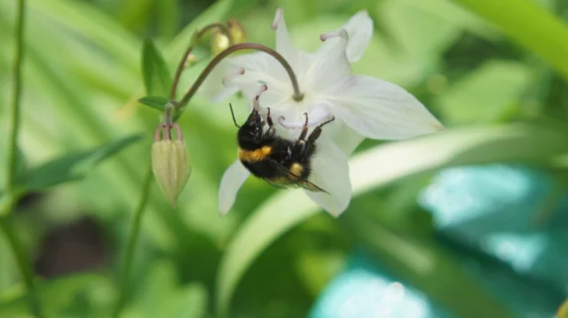 insetti impollinatori