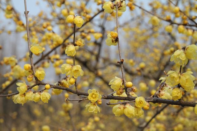 chimonanthus praecox