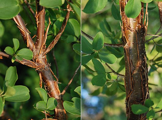 chionanthus retusus corteccia