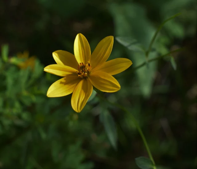 Coreopsis verticillata