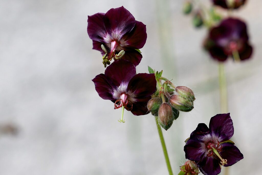 geranium fiori neri