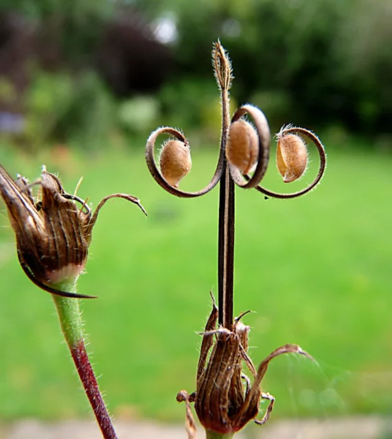 geranium semi