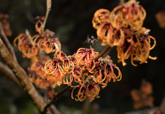 hamamelis Orange beauty arancio